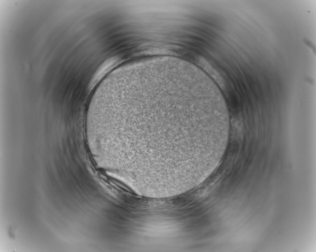 X0000097951002200804211031