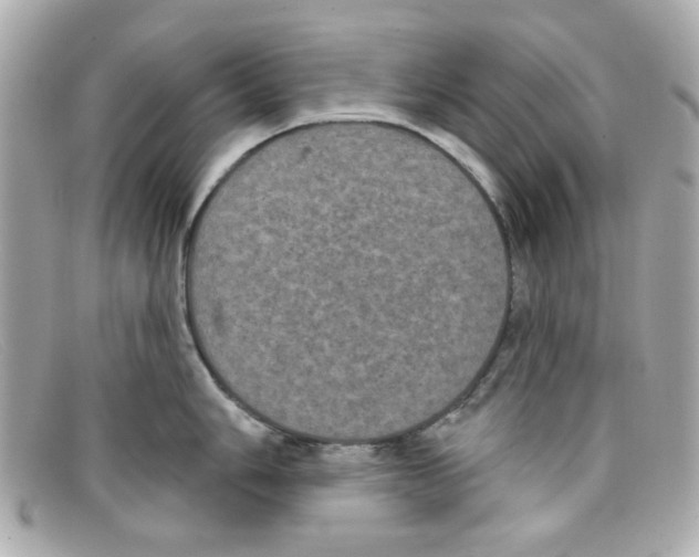 X0000097951006200804211031