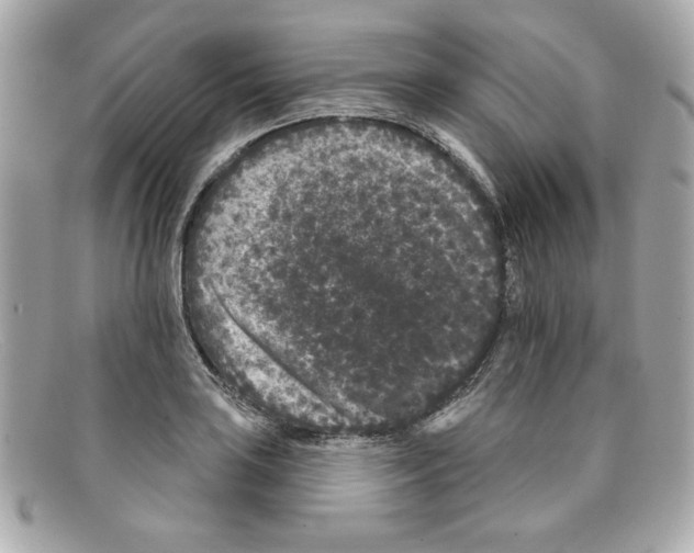X0000097951035200804211031