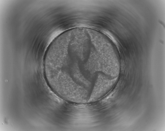 X0000097951048200804211031