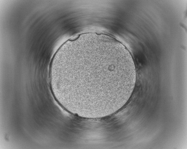 X0000097951103200804211029