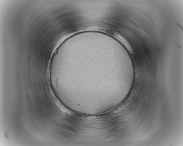 X0000097951436200804211025