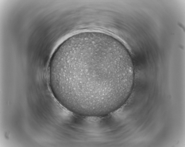 X0000097951514200804211022
