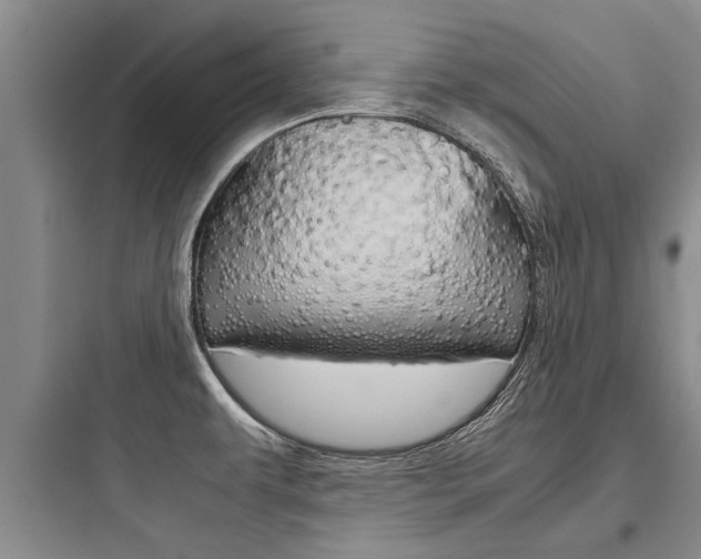 X0000097961479200803241030