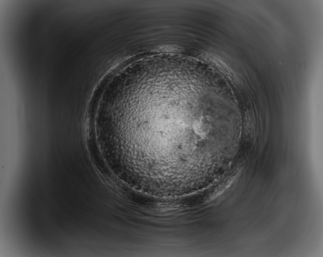 X0000097960351200803241218