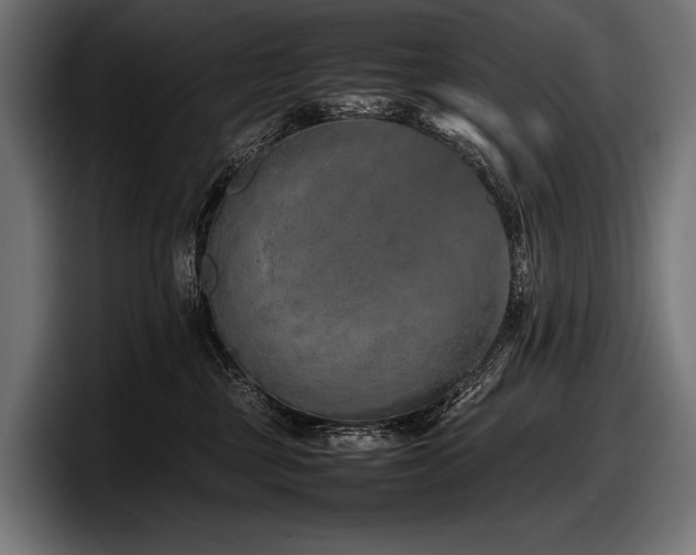 X0000097960377200803241219