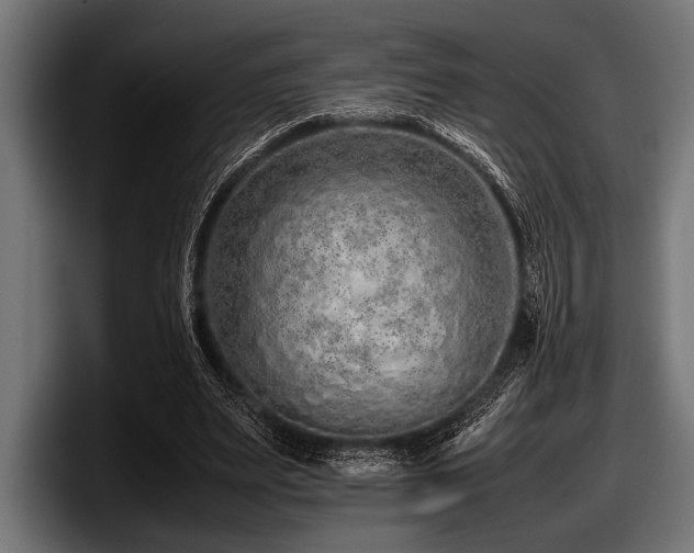 X0000097960487200803241217