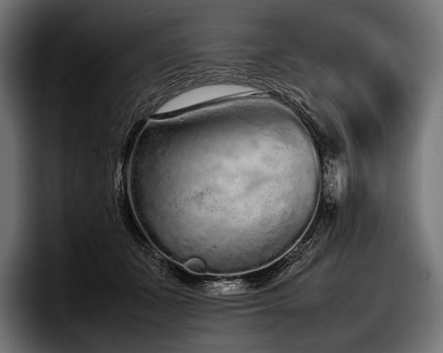 X0000097960511200803241216
