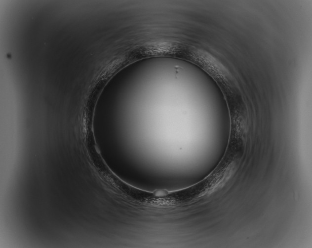 X0000097960546200803241216
