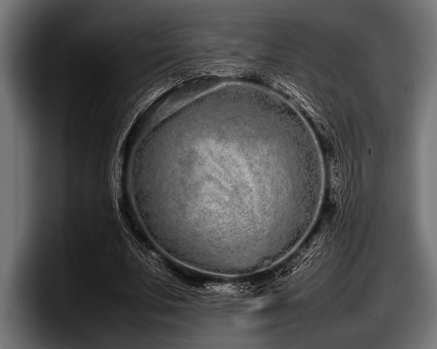 X0000097960679200803241214