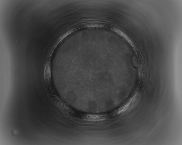 X0000097960829200803241212