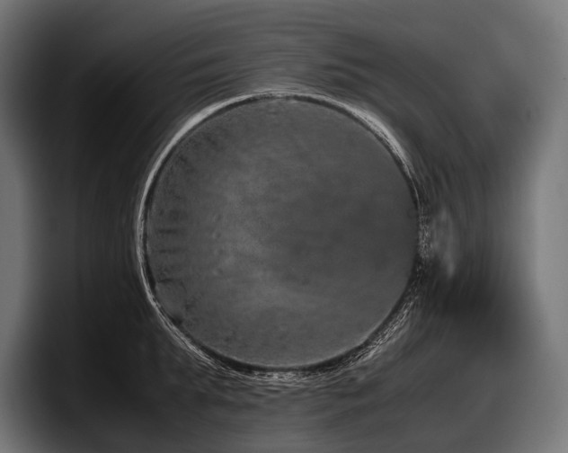 X0000097960903200803241211