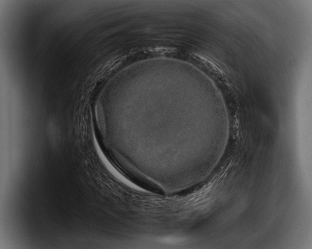 X0000097960917200803241211