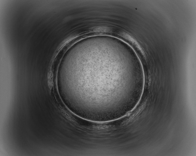 X0000097961019200803241209