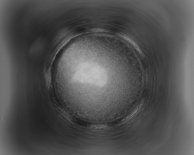 X0000097961023200803241209