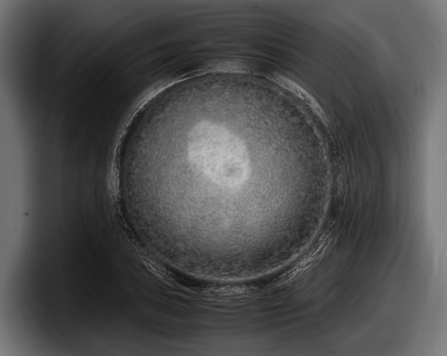 X0000097961027200803241210