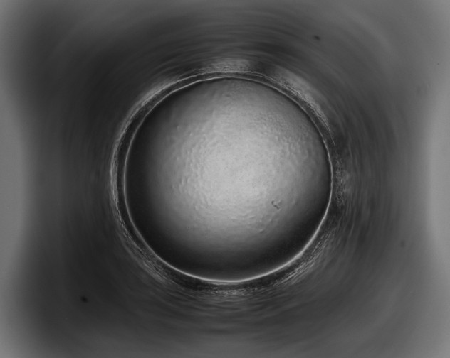 X0000097961035200803241210