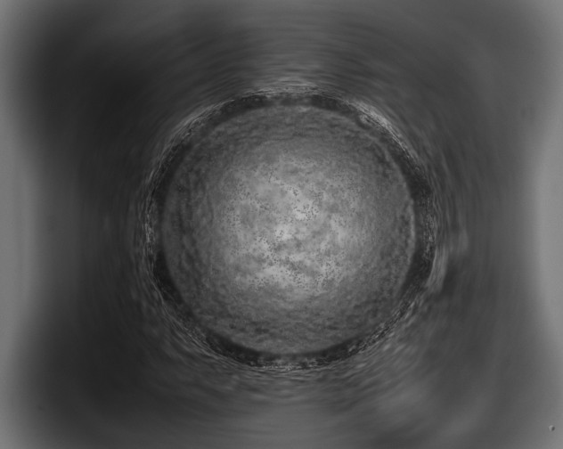 X0000097961063200803241209