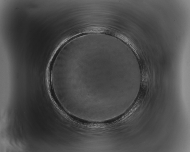 X0000097961083200803241209