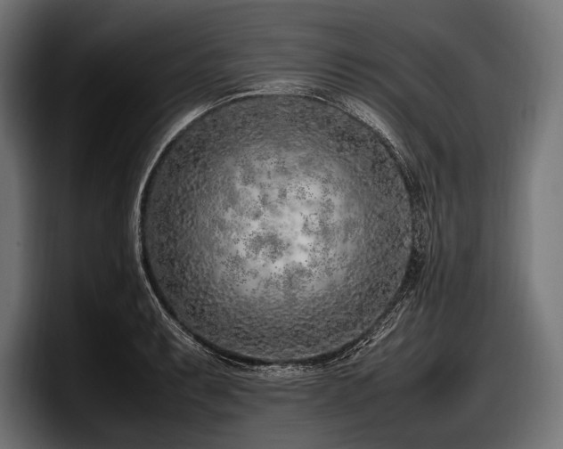 X0000097961087200803241209