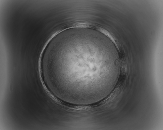 X0000097961091200803241209