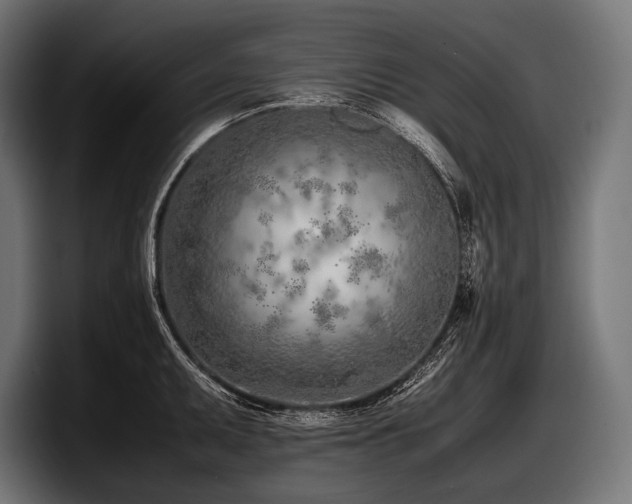 X0000097961095200803241209