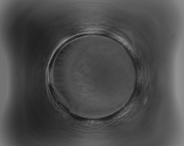 X0000097961275200803241206
