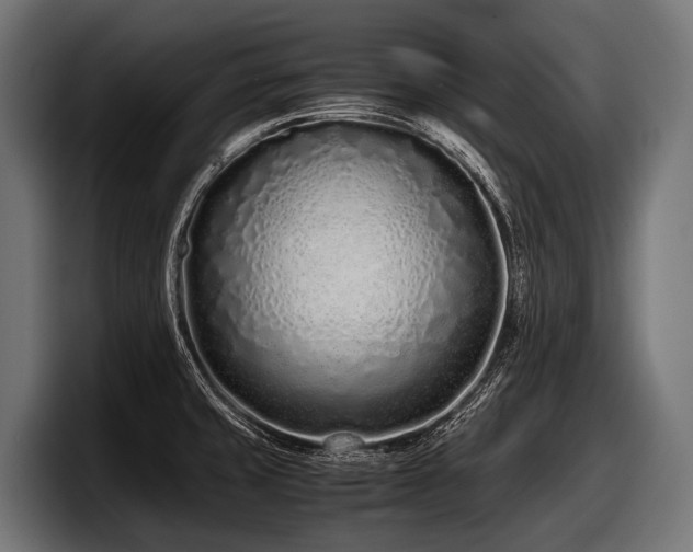 X0000097961429200803241205