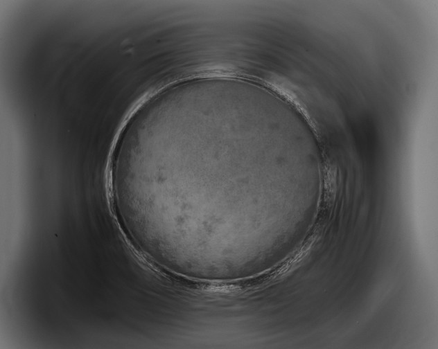X0000097961466200803241204