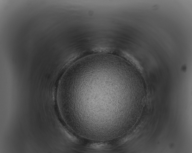 X0000097960065200804011707