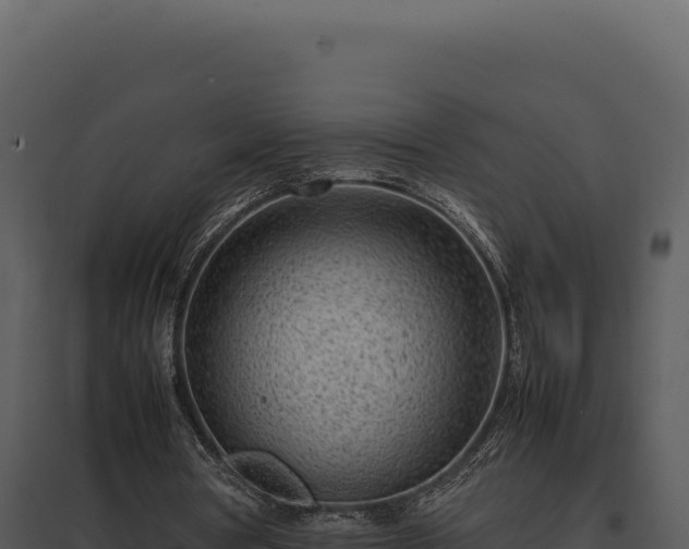 X0000097960386200804011703