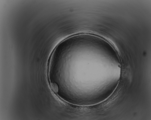 X0000097960903200804011655