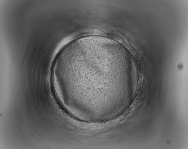 X0000097960006200804071043