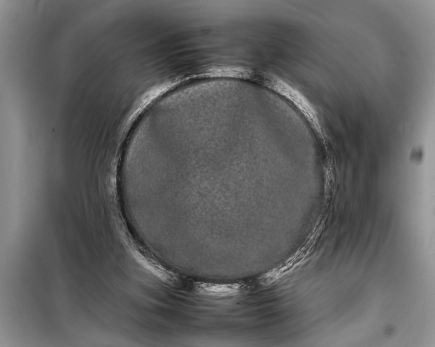 X0000097960155200804071041