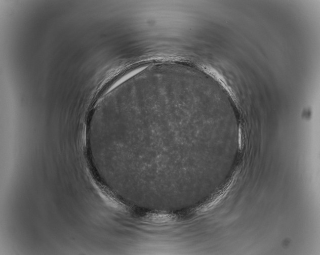 X0000097960205200804071040