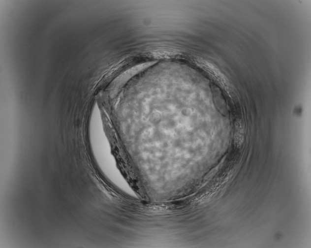X0000097960405200804071036