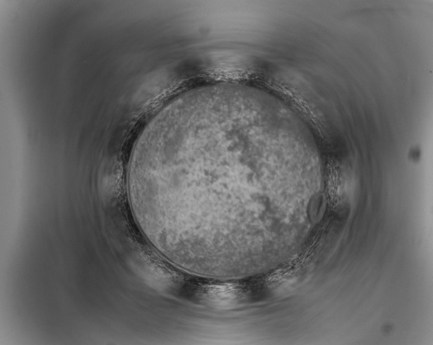 X0000097960411200804071036