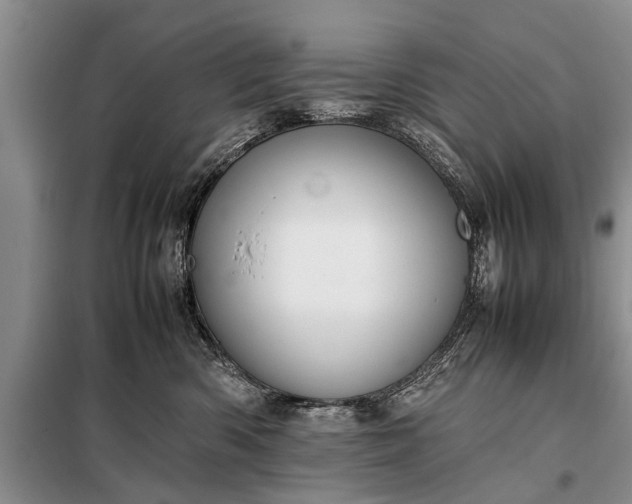 X0000097960426200804071036