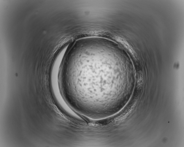 X0000097960585200804071033