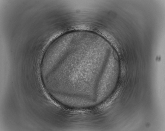 X0000097960625200804071031