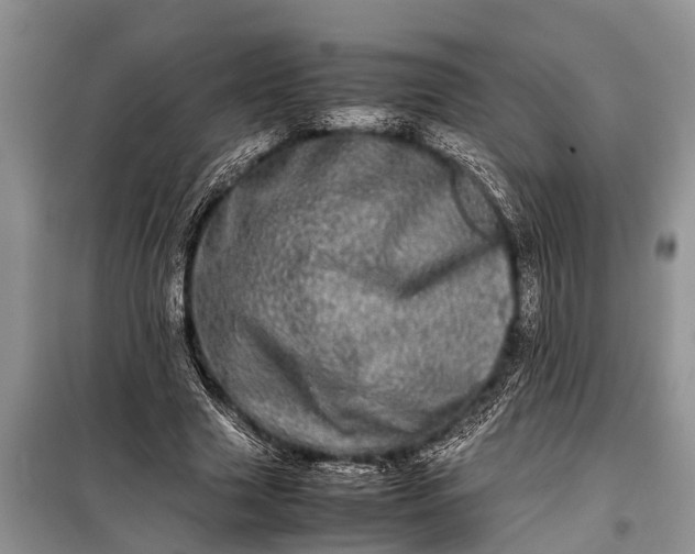 X0000097960633200804071031