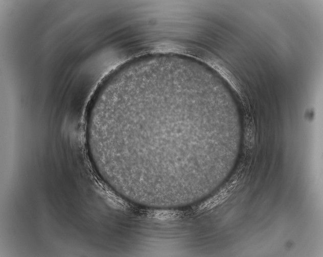 X0000097960832200804071028