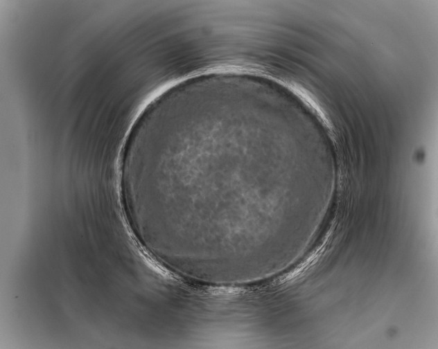 X0000097960854200804071029