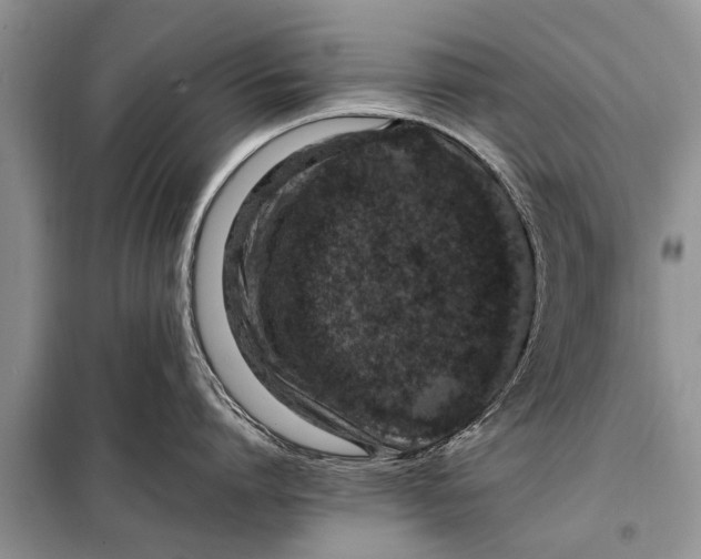 X0000097960864200804071029