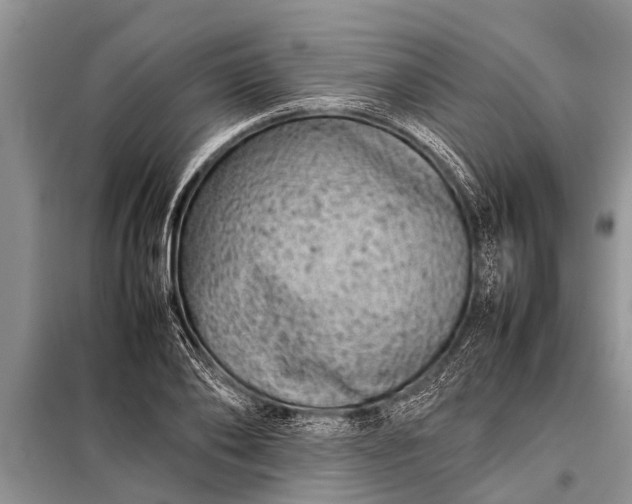 X0000097960886200804071028