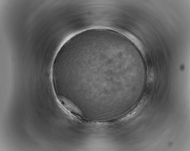 X0000097960958200804071027