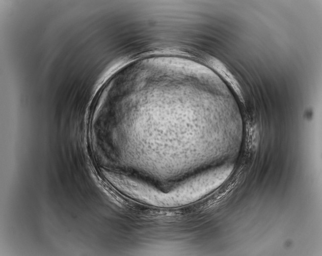 X0000097961002200804071026