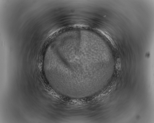X0000097961015200804071025
