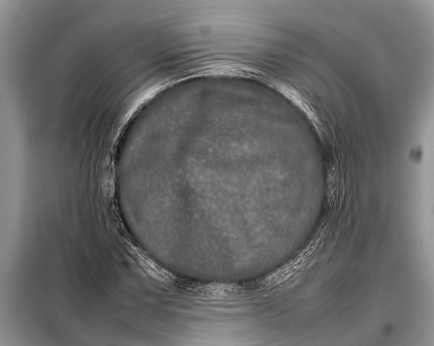 X0000097961067200804071025