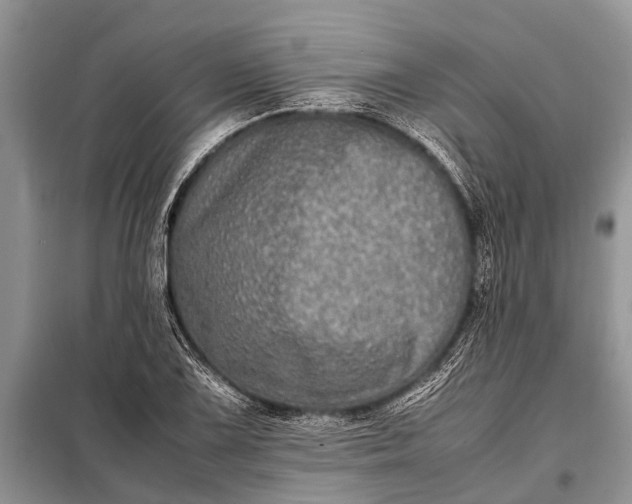X0000097961075200804071025
